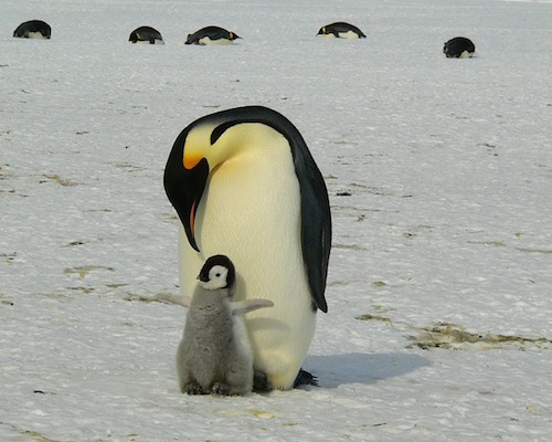 Penguins: V=6.21 \| A=4.65